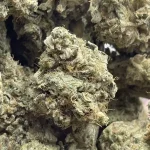 Full Spectrum CBD Snooze Gummies (Bluebird Botanicals)