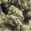 LA Kush Cake (Beautiful BC Flowers)