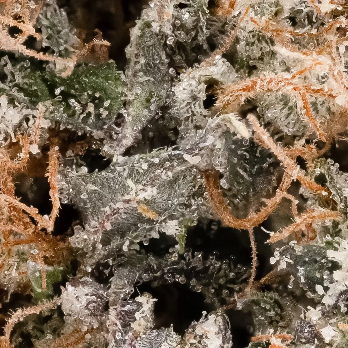 Organic Harmony OG (Cream of the Crop)