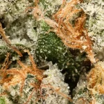 Thin Mint (Cream of the Crop)